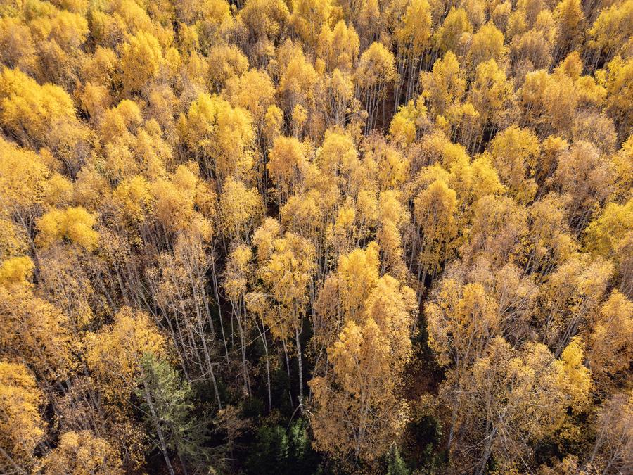 DJI_0878.jpg