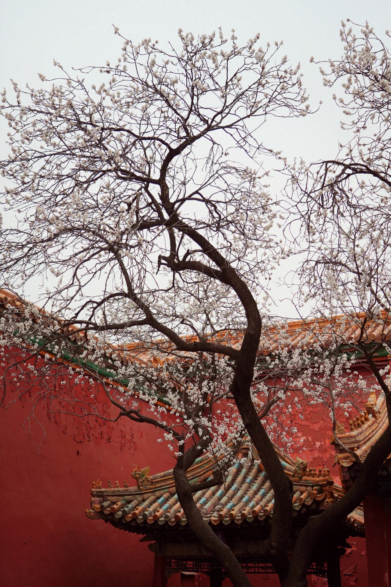红墙古树